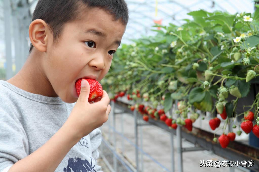 春季大棚种什么最好_春季大棚种植技术与管理_春季大棚种植技术