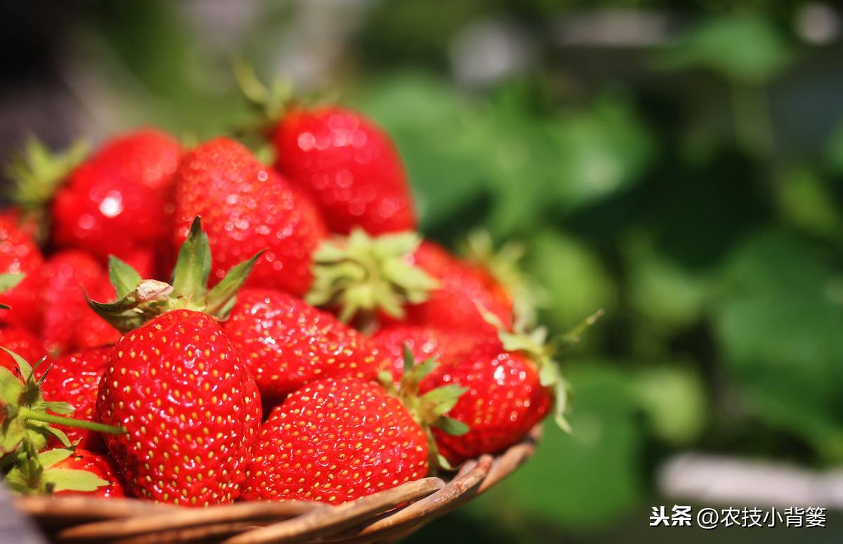 春季大棚种植技术与管理_春季大棚种植技术_春季大棚种什么最好