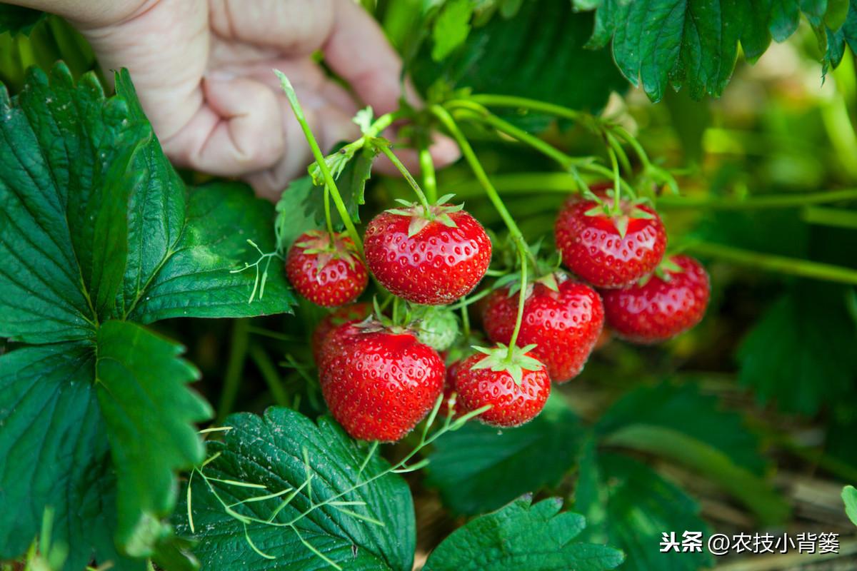 春季大棚种植技术_春季大棚种植技术与管理_春季大棚种什么最好