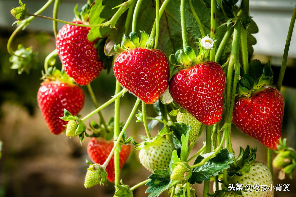 春季大棚种什么最好_春季大棚种植技术_春季大棚种植技术与管理