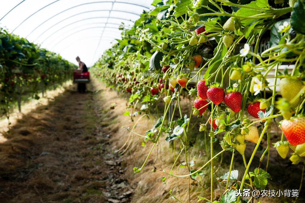 春季大棚种植技术_春季大棚种植技术与管理_春季大棚种什么最好