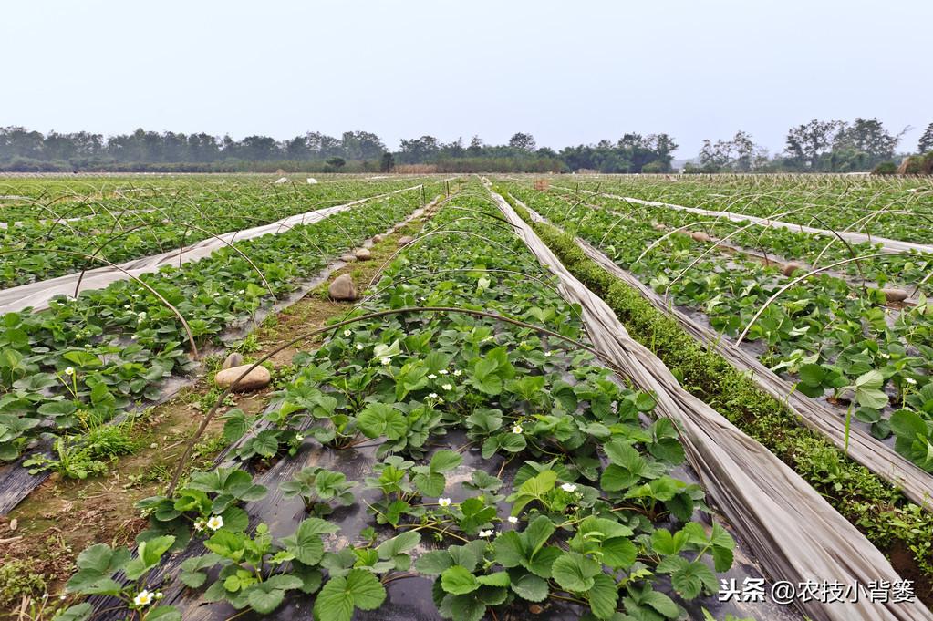 春季大棚种植技术与管理_春季大棚种植技术_春季大棚种什么最好