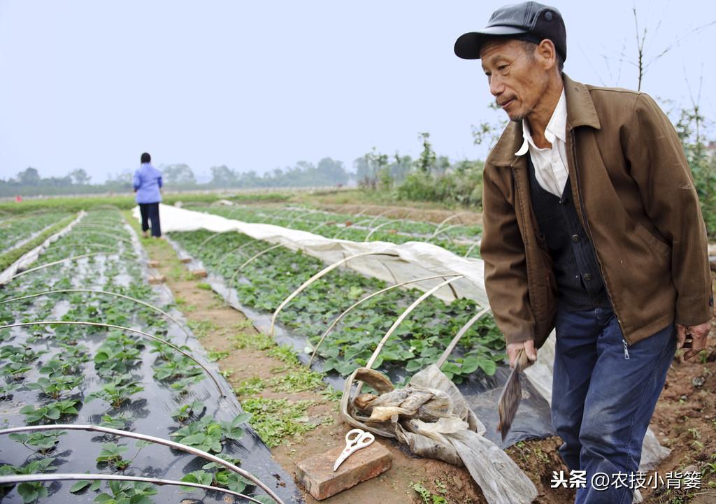 春季大棚种什么最好_春季大棚种植技术与管理_春季大棚种植技术