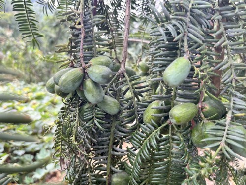 种树致富经_致富种植树香妃图片大全_香妃树种植致富