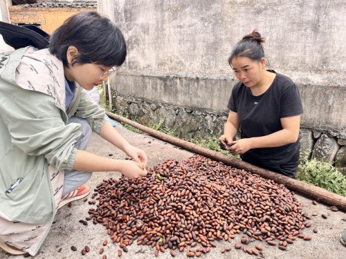 种树致富经_香妃树种植致富_致富种植树香妃图片大全