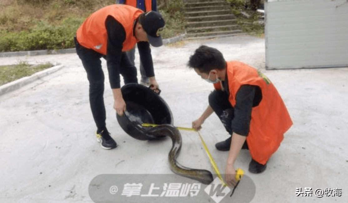 花鳗鲡养殖技术_鳗鱼养殖技术_鳗鱼的养殖