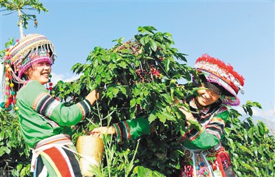 咖啡农业_咖啡种植赚钱吗_种植咖啡助咖农致富