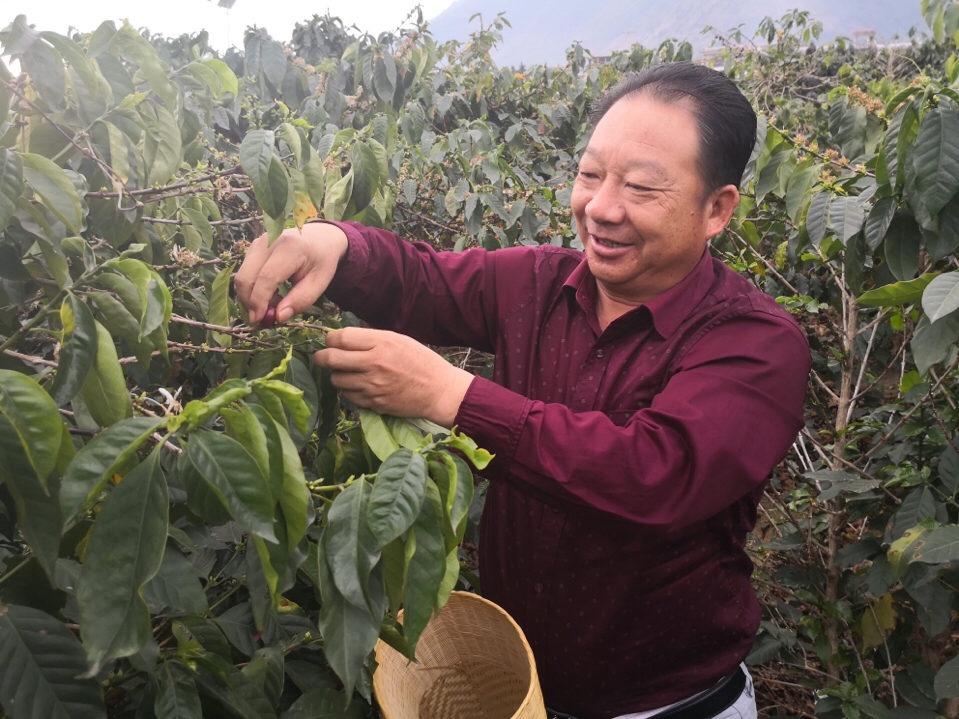 咖啡种植赚钱吗_种植咖啡助咖农致富_咖啡农业