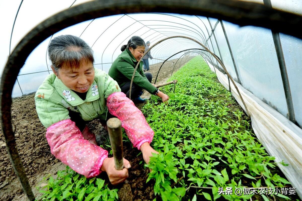 春季大棚种植技术_春季大棚种植方案_春季大棚种植技术要点