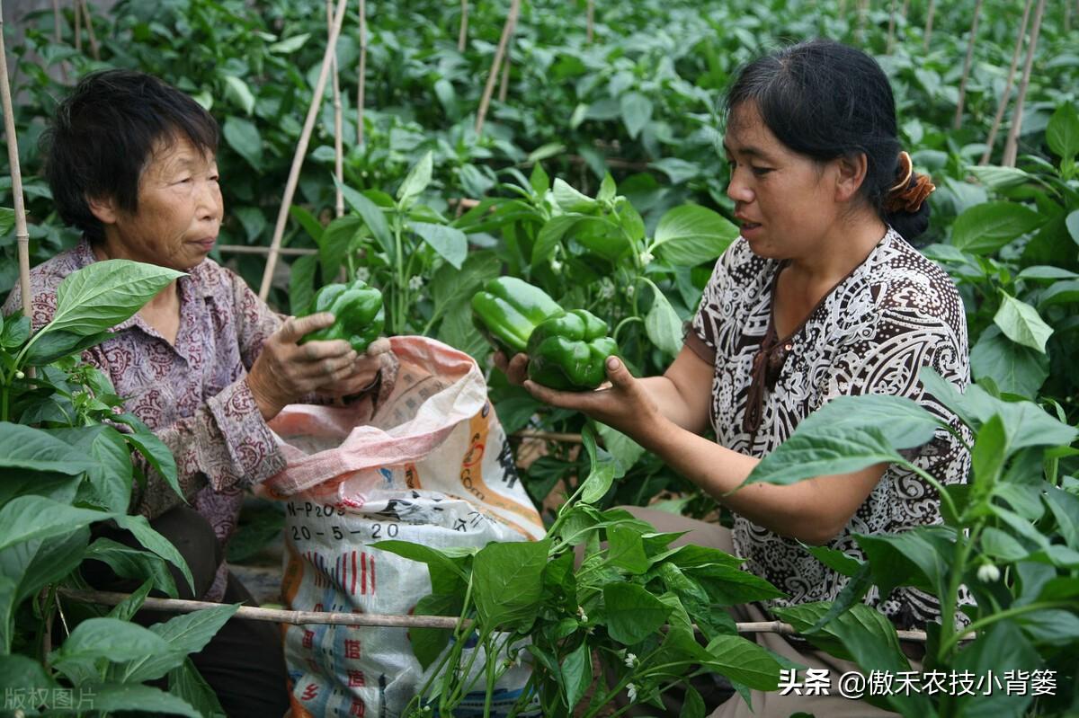 春季大棚种植技术要点_春季大棚种植技术_春季大棚种植方案