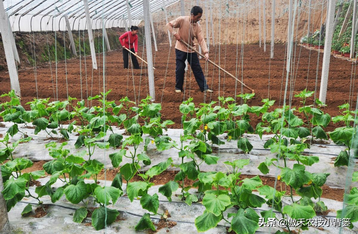 春季大棚种植技术要点_春季大棚种植方案_春季大棚种植技术