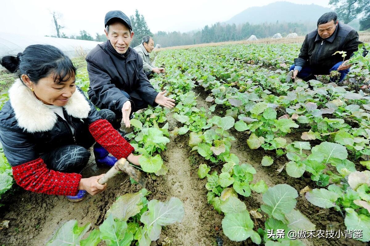 春季大棚种植技术要点_春季大棚种植方案_春季大棚种植技术