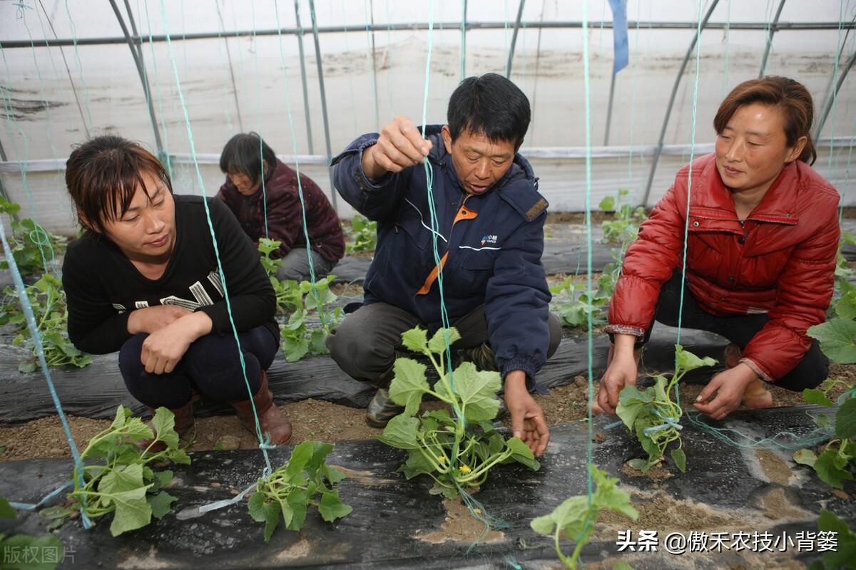 春季大棚种植技术_春季大棚种植技术要点_春季大棚种植方案