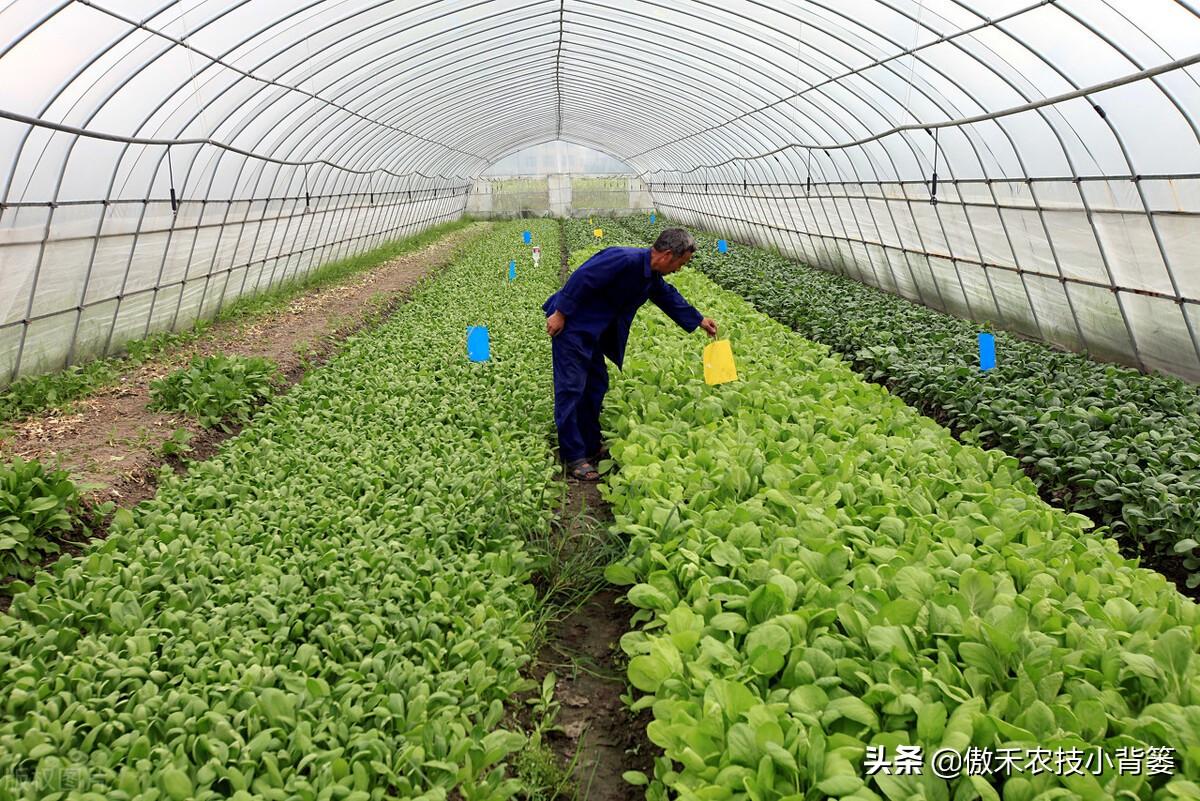 春季大棚种植技术要点_春季大棚种植技术_春季大棚种植方案