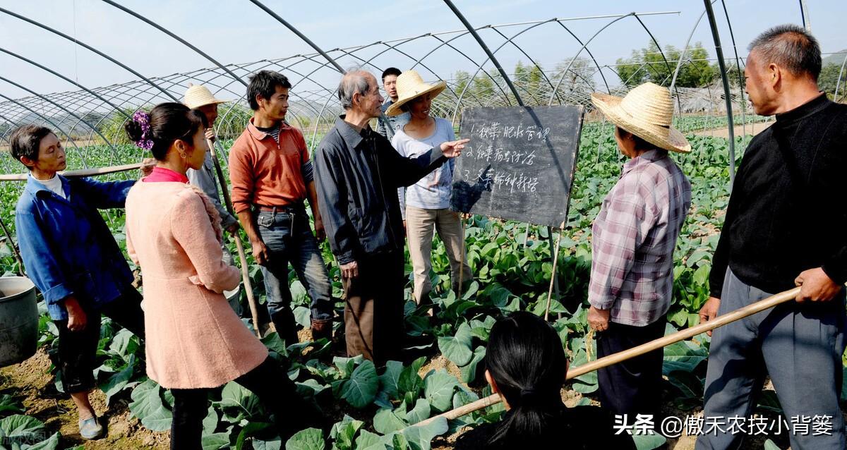 春季大棚种植技术_春季大棚种植方案_春季大棚种植技术要点