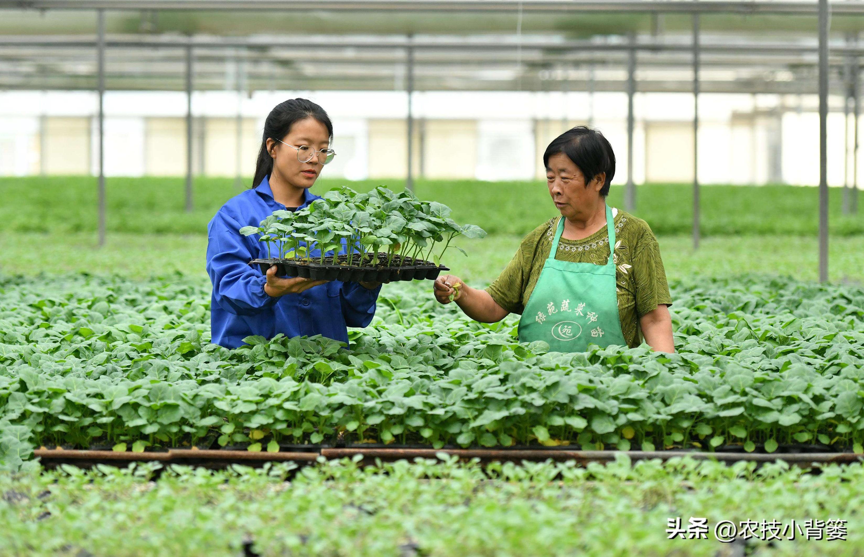 春季大棚种植方案_春季大棚种植技术与管理_春季大棚种植技术