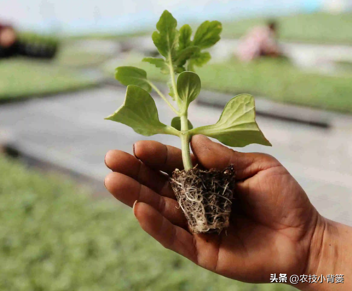 春季大棚种植方案_春季大棚种植技术_春季大棚种植技术与管理