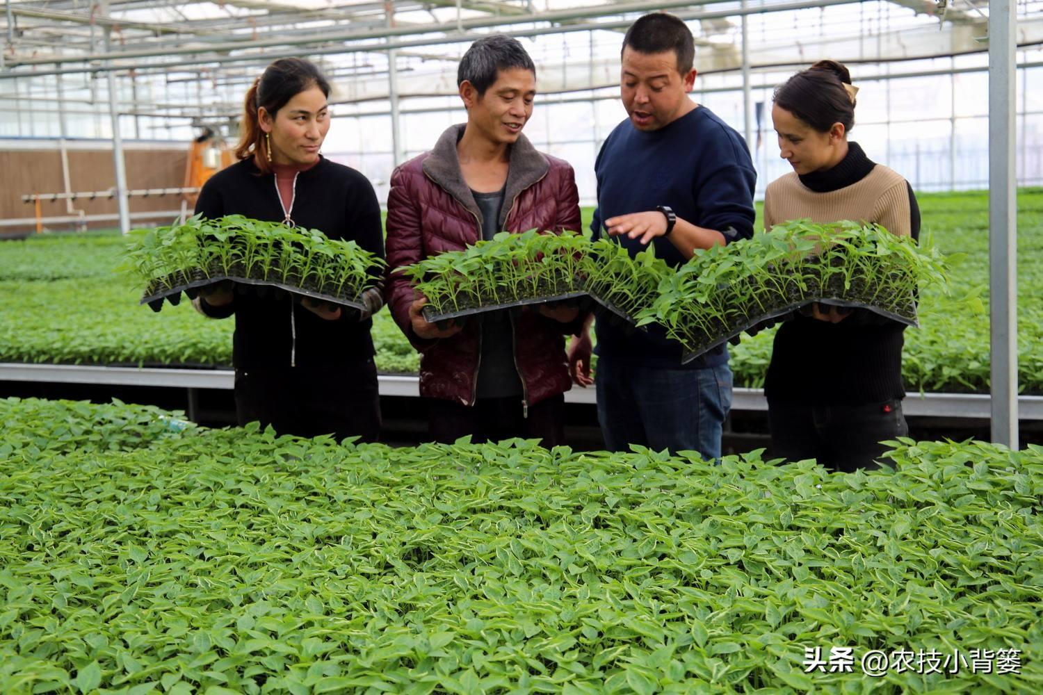 春季大棚种植技术_春季大棚种植技术与管理_春季大棚种植方案