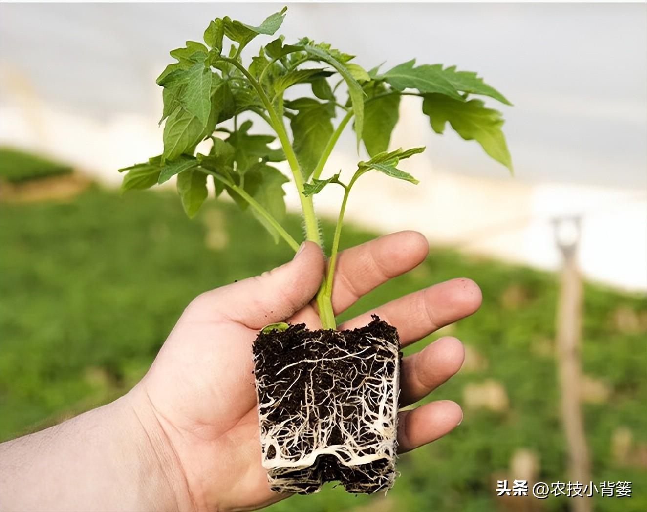 春季大棚种植技术与管理_春季大棚种植技术_春季大棚种植方案