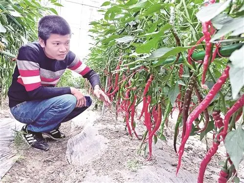 沛县敬安镇打造辣椒科创小镇 带动农户走上致富路