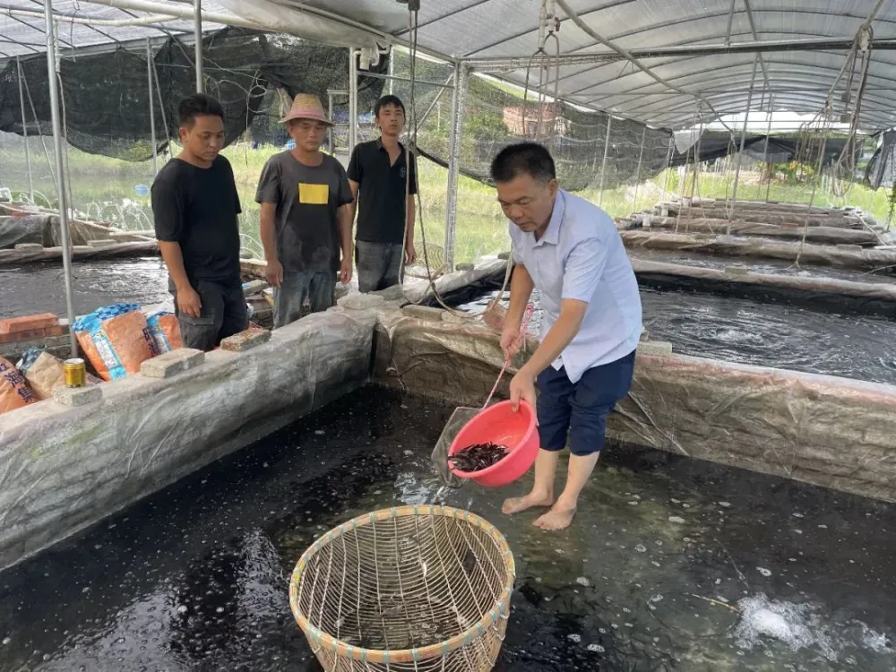 致富安居能种植人参吗_种植致富经_安居种植致富能人