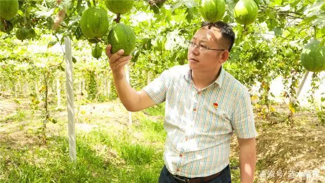 安居种植致富能人_致富安居能种植人参果吗_致富安居能种植人参吗视频