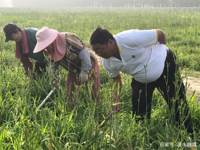 安居种植致富能人_致富安居能种植人参果吗_致富安居能种植人参吗视频