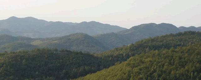 致富经黑枸杞_黑枸杞子的价钱_黑枸杞16年报道骗局