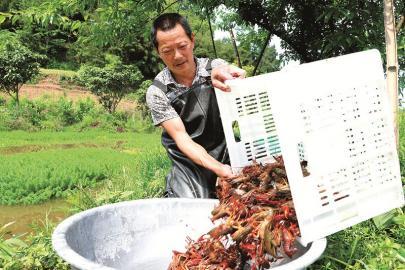 致富经养龙虾技术视频_致富龙虾养殖农村可以养吗_农村养殖龙虾致富