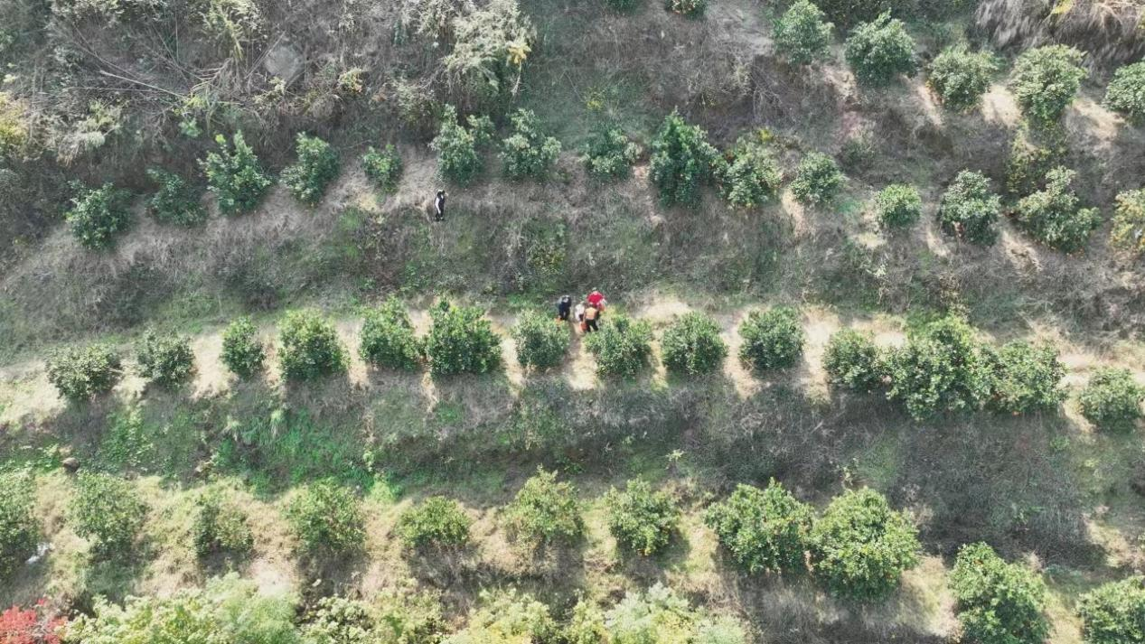 致富经视频锦鲤鱼_致富经鲤鱼_养锦鲤致富