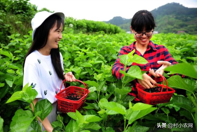 种植新手致富项目_致富种植什么比较赚大钱_致富新手种植项目是什么