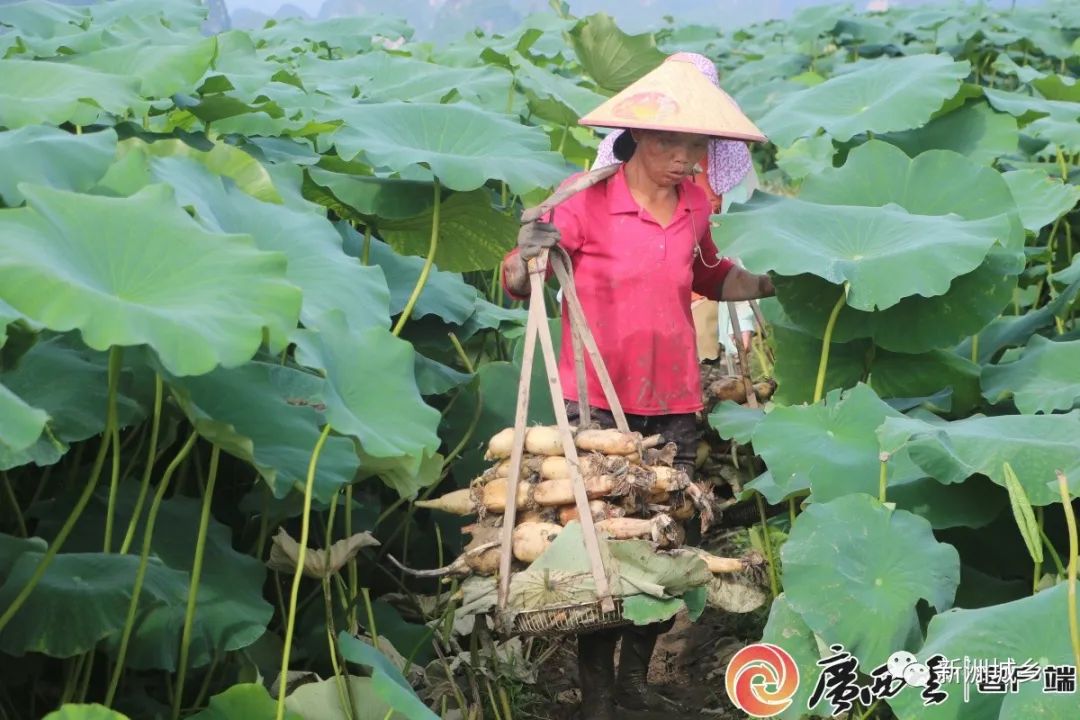 宜宾种植致富思路_宜宾江北致富路_宜宾致富石材