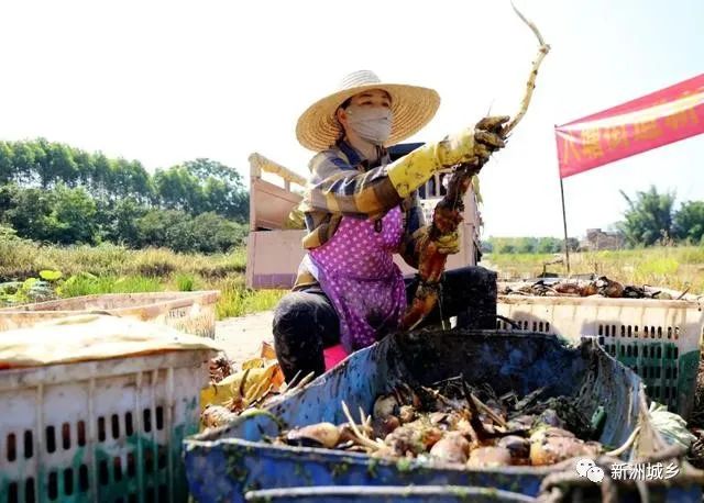 宜宾致富石材_宜宾江北致富路_宜宾种植致富思路