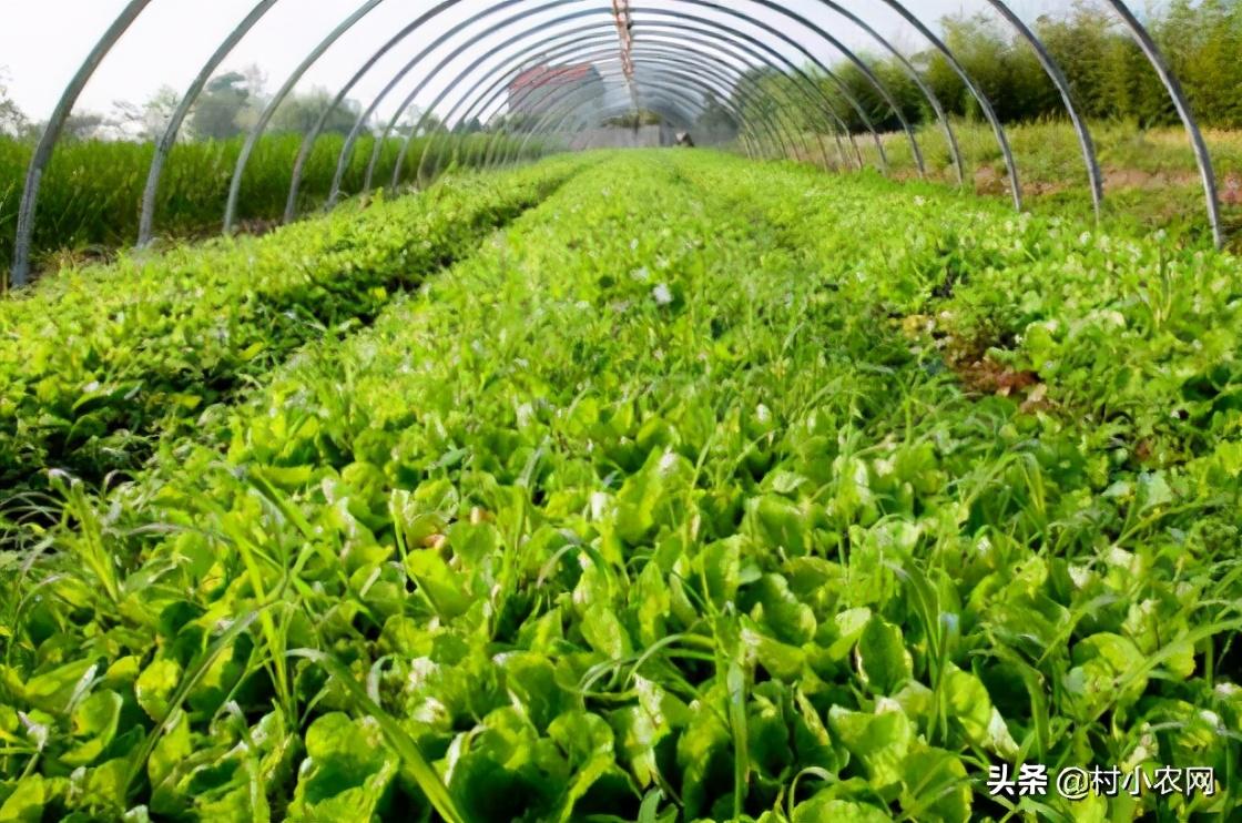 种植新手致富项目_致富新手种植项目是什么_致富新手种植项目有哪些