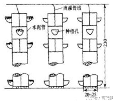 立体栽培的介绍（图文）