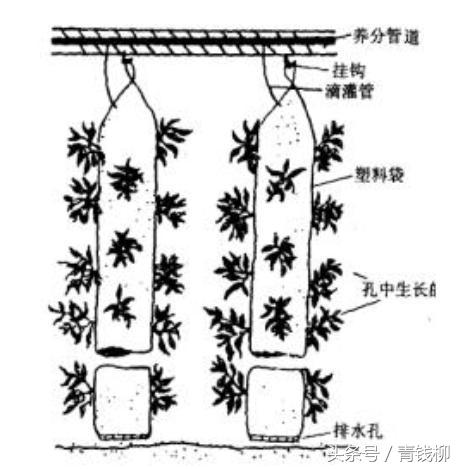 立体温室种植技术要点_温室立体种植技术_温室立体图片