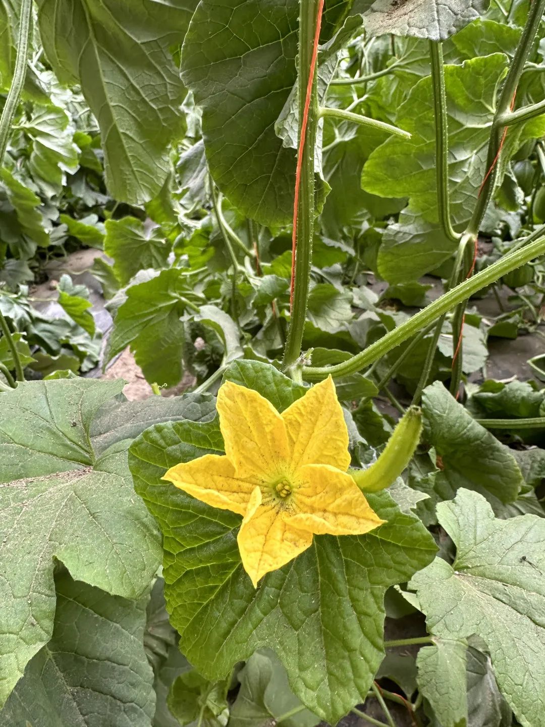 天山种植致富_天山种植致富_天山种植致富