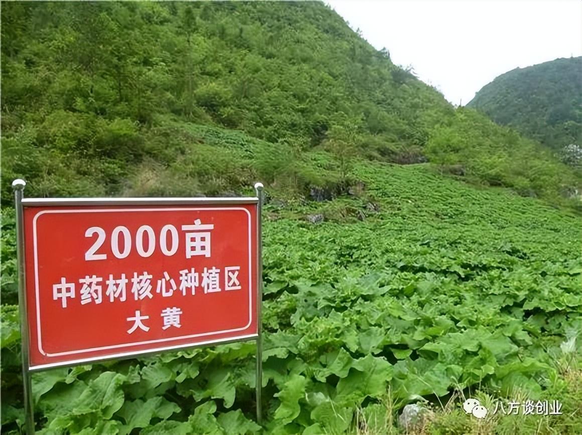 致富新手种植项目介绍_种植新手致富项目_致富新手种植项目有哪些