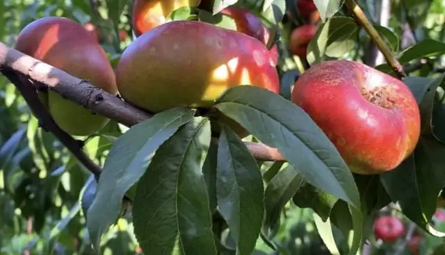 致富经农业种植_致富农场app下载_农场种植致富新路