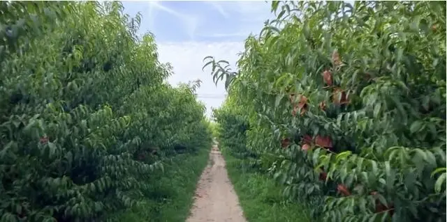 农场种植致富新路_致富经农业种植_致富农场app下载