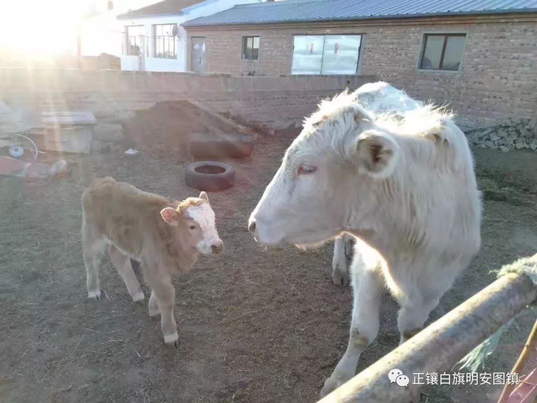 小牛的养殖_养殖小牛技术视频_小牛养殖技术