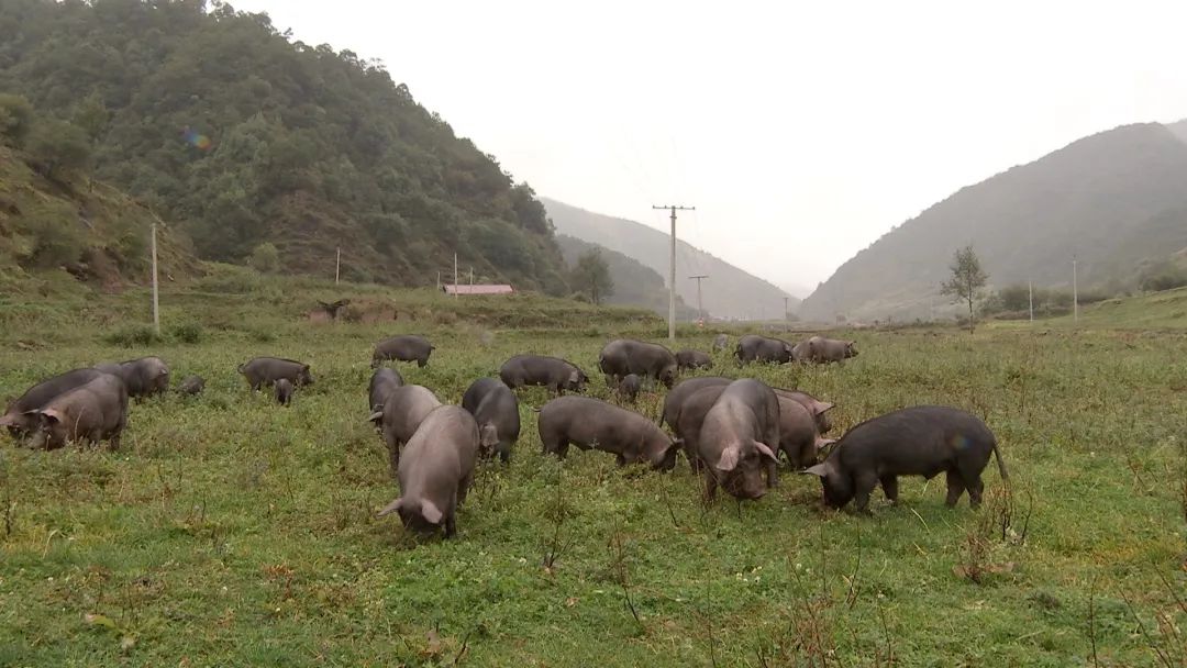 致富经云南腊肉_致富云南腊肉图片_云南腊肉视频