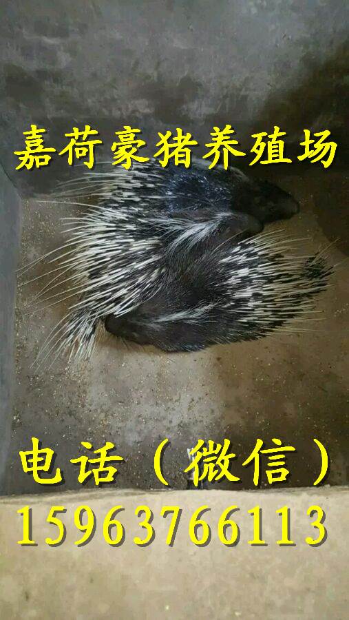 养殖豪猪技术视频_豪猪养殖_养殖豪猪技术