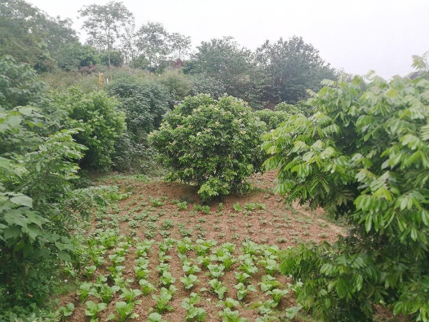 致富经农业种植_农场种植致富新路_致富农场app下载