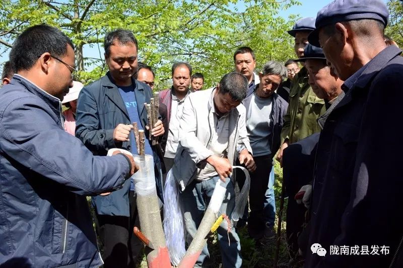 农村核桃种植致富_农村种植核桃有没有补贴政策_致富核桃种植农村有补贴吗