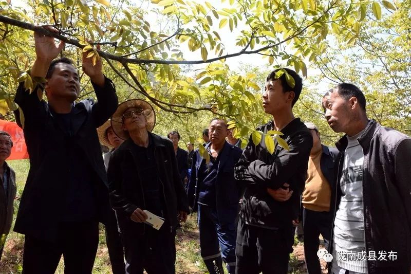 农村核桃种植致富_致富核桃种植农村有补贴吗_农村种植核桃有没有补贴政策