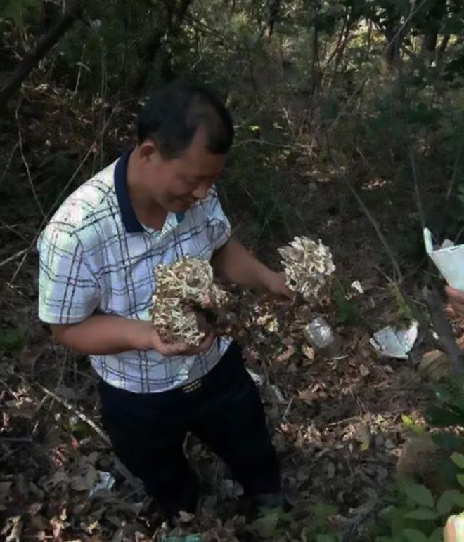 种植猪苓市场前景怎样_猪苓种植致富_致富种植猪苓视频