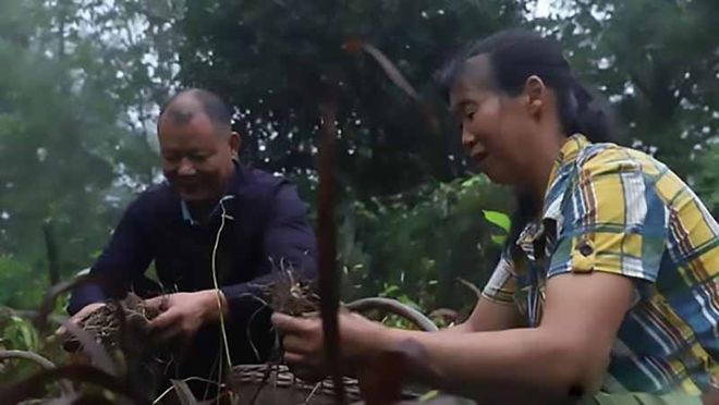 种植猪苓市场前景怎样_致富种植猪苓视频_猪苓种植致富