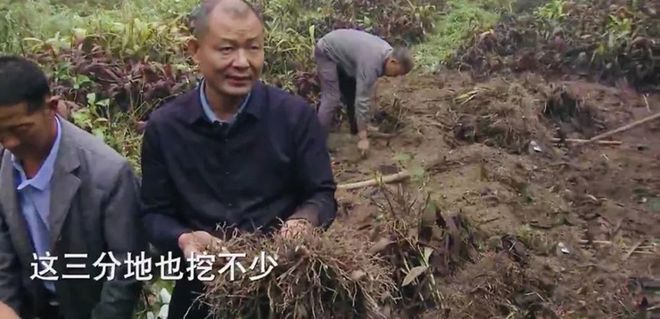 猪苓种植致富_致富种植猪苓视频_种植猪苓市场前景怎样