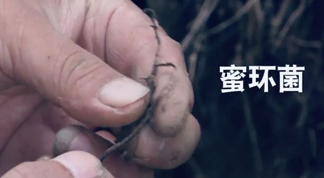 猪苓种植致富_种植猪苓市场前景怎样_致富种植猪苓视频
